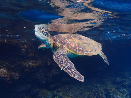 Green Sea Turtle Takes in Air at Surface