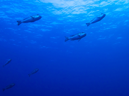 Low Angle View Tropical Fish with Ocean Surface Beyond