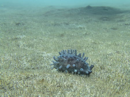 Cowrie Mollusk Traveling Across Sandy Ocean Floorの写真素材