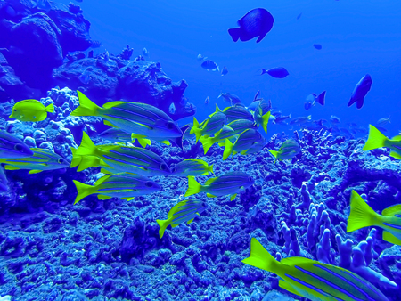 School of Snapper Fish Swim Over Reef