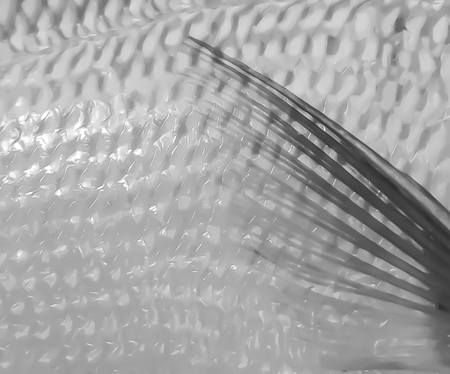 Abstract Macro Fish Fin and Scales