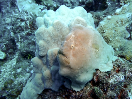 Frogfish or Anglerfish Camouflaged by Coralの写真素材