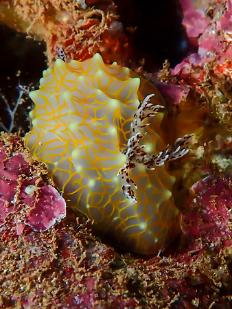 Gold Lace Nudibranch Close Up Underwaterの写真素材