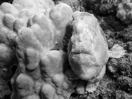 Black and White Frogfish Next to Coralの写真素材