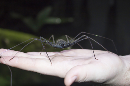 Giant Whip Scorpion Spider Insect in Mans Hand