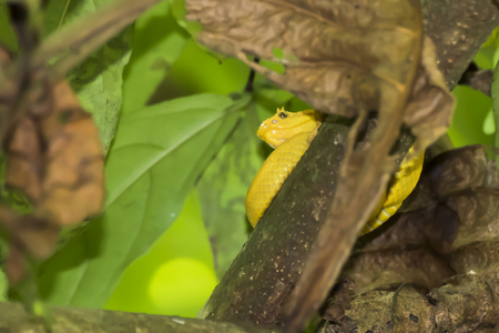 Bright yellow eyelash viper tucked in jungle treeの写真素材
