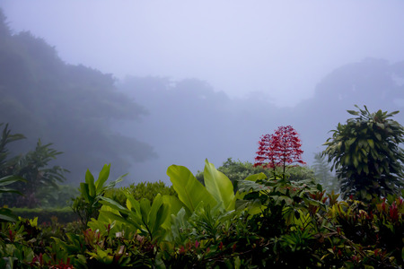 Foggy jungle background with pink flower and green leaves in foregroundの写真素材