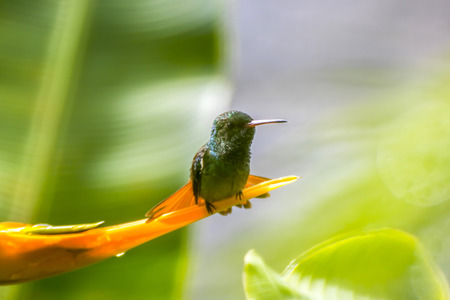 Profile close up green hummingbird on orange flower