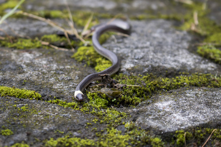 Pacific Longtail Snake Low Angle View