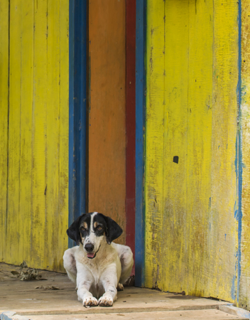 Dog on Worn Wooden Porch with Colorful Backgroundの写真素材