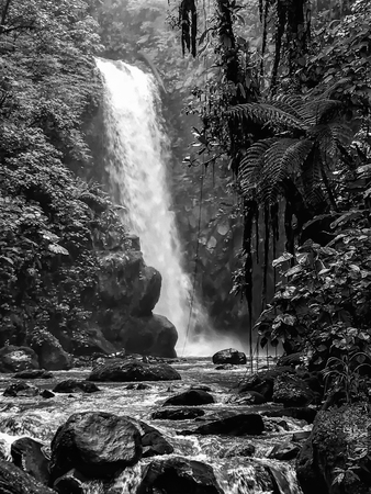 Black and White Waterfall in Thick Jungleの写真素材
