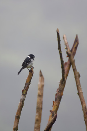 Fluffy Black and White Bird on Tip of Branchの写真素材