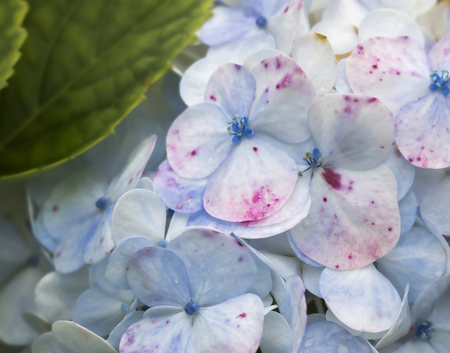 Close Up Wild Hydrangea Flower in Blue and Pinkの写真素材