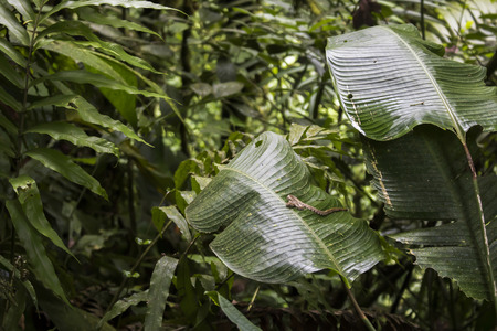 Jungle Landscape with Eyelash Viper Snake on Leaf