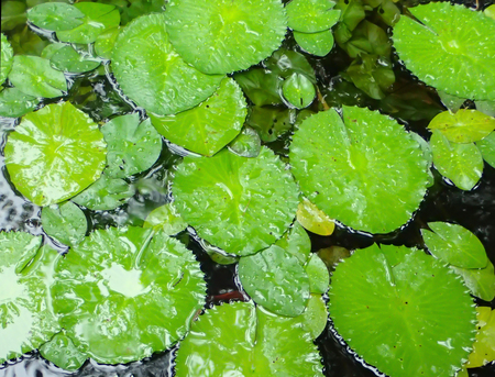 High Angle Close Pond Water Lillies Bright Greenの写真素材