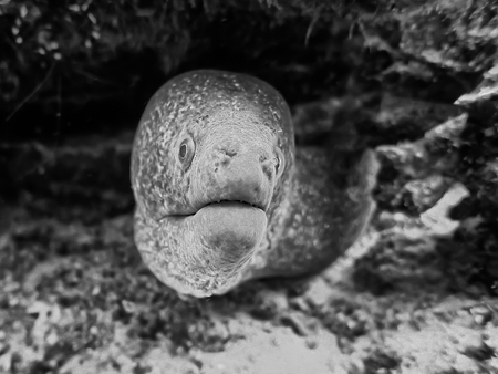 Black and White Close Up Eel Faceの写真素材