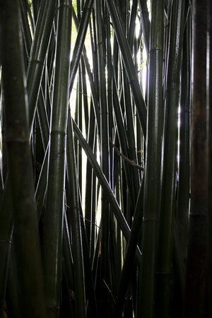 Textures and Lines in Close Up Bamboo Tree Trunksの写真素材