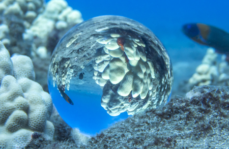 White Coral and Tropical Fish Caught in Reflection in Glass Ballの写真素材