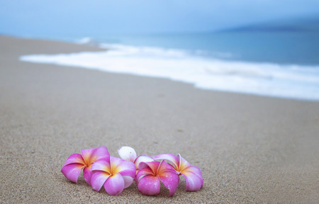 Bright Plumeria Tropical Flowers on Beach with Foamy Wave in Backgroundの写真素材
