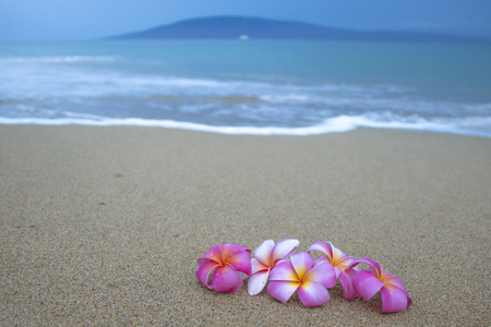 Group of Bright Tropical Flowers on Beach with Ocean Wave in Backgroundの写真素材