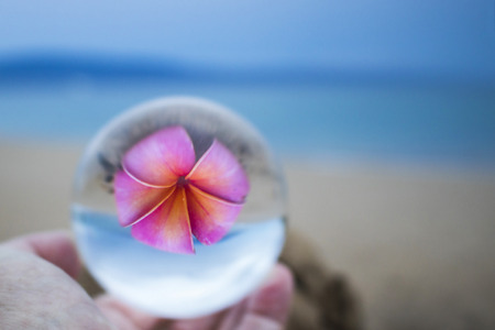 Bright Pink Flower on Beach Captured in Glass Ball Reflectionの写真素材