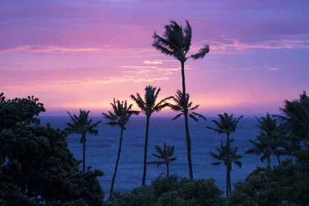 Pink and purple seascape sunset with blowing palm trees in silhouetteの写真素材