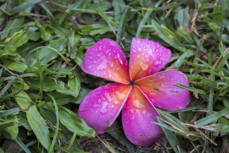 Bright pink plumeria tropical flower with raindrops on petals resting in grassの写真素材
