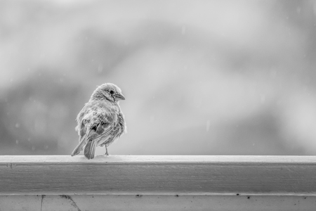 Black and white image House Finch bird with fluffed feathers perched on railing with rain in backgroundの写真素材