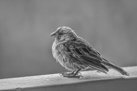 Black and white close up profile House Finch bird with feathers detailの写真素材