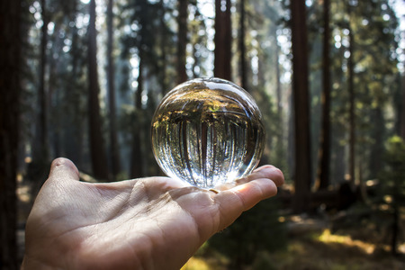 Giant Sequoia Redwood Forest Captured in Glass Ball Reflectionの写真素材
