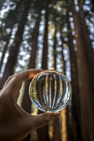 Giant Sequoia Redwood Trees Captured in Glass Ballの写真素材