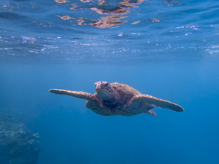 Green Sea Turtle Swimming in Clear Blue Ocean with Reflection on Surface of Water in Underwater...