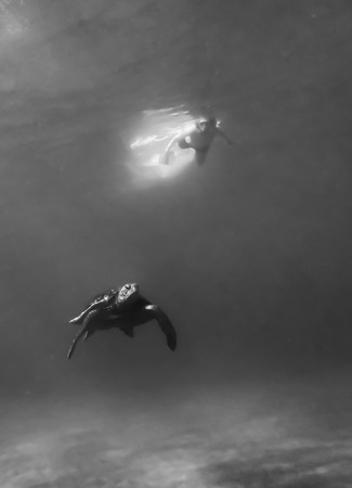 Black and white abstract conceptual underwater view of sea turtle swimming in foreground and snorkeler at surface of ocean in background.の写真素材