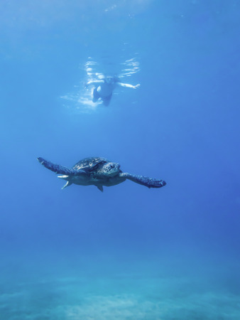 Hawaiian green sea turtle swimming in clear blue ocean underwater with snorkeler at surface in the distance.の写真素材