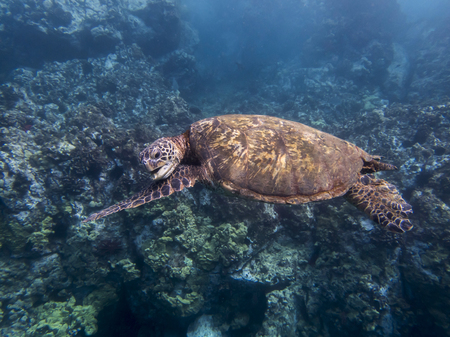 Green sea turtle scratches chin while swimming over reef in underwater side angle view.の写真素材
