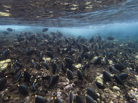 Large school of tropical surgeonfish feeding on reef in clear blue ocean water.  Image taken...