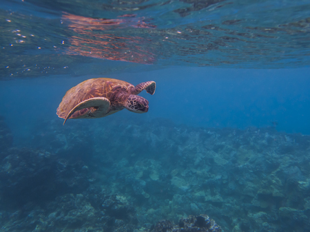 Close Up Hawaiian green sea turtle underwater swimming over reef.  Turtle leaves room for copy space...