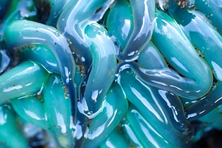 Close up sea anemone in California tidepool.  Shades of blue.