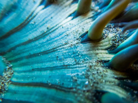 Close up detail of sea anemone underwater in California tide pool. Tiny lines, shapes, grains of sand and sea glass in image.の写真素材