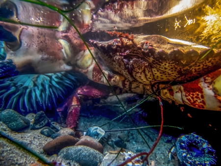 Tide pool close up underwater with anemone and Pacific Rock Crab reflecting in surface of water.の写真素材
