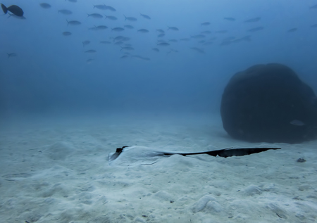 Feathertail ray resting on ocean floor in blue water with school of fish above in German Channel,...