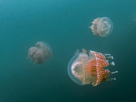 Group of orange colored golden jellyfish in blue turquoise underwater image taken in Jellyfish Lake,...
