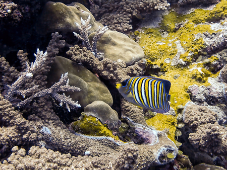 Neon blue and yellow striped regal angelfish tropical fish underwater over coral covered reef in...