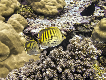 Pair of yellow spot banded butterflyfish tropical fish close up swimming over coral reef in Palau.の写真素材