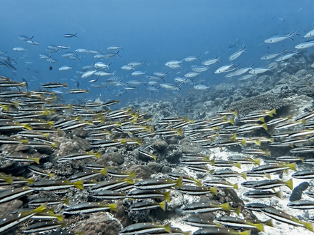 Schools of tropical fish form layers over reef in bright underwater image taken SCUBA diving in Palau.の写真素材
