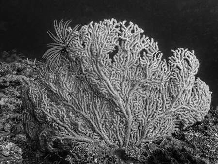 Shapes and textures in gorgonian coral black and white with feather star underwater.の写真素材