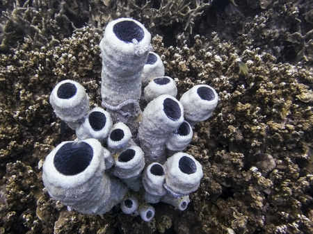 White and purple tube sponges rise from coral reef with worm sea cucumbers on sides.  Underwater image.の写真素材