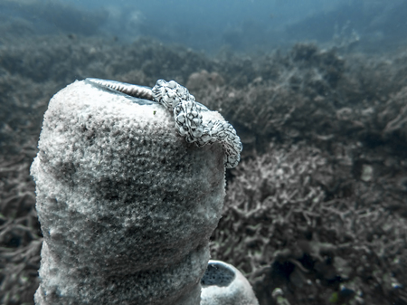 Close up black and white worm sea cucumber sitting on a white tube sponge underwater in Palau.の写真素材