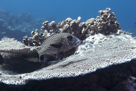 Spotted sweetlips tropical fish profile with glowing eye over table coral in blue underwater image...