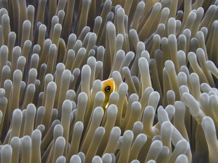 Eye of orange pink anemonefish peeking from anemone fronds in close up detail underwater in Palau, Micronesia.の写真素材